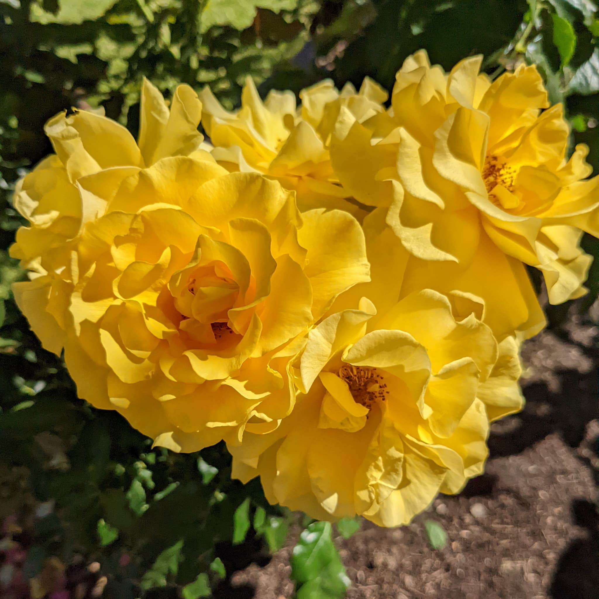 closeup of yellow roses on a bush.