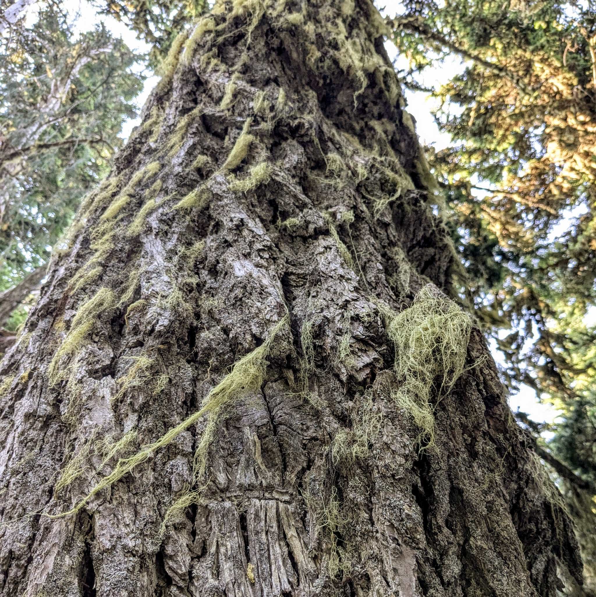 A moss covered tree trunk with deep grooves.