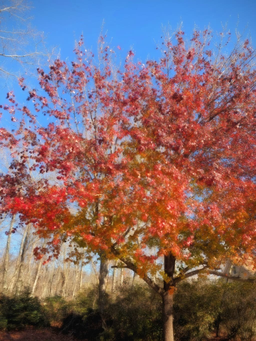 A slightly distorted photo of a tree with shades of red and yellow autumn leaves surrounded by more bare trees, evergreen bushes, and a blue sky. The photo has been modified to blend the colors together into a softer