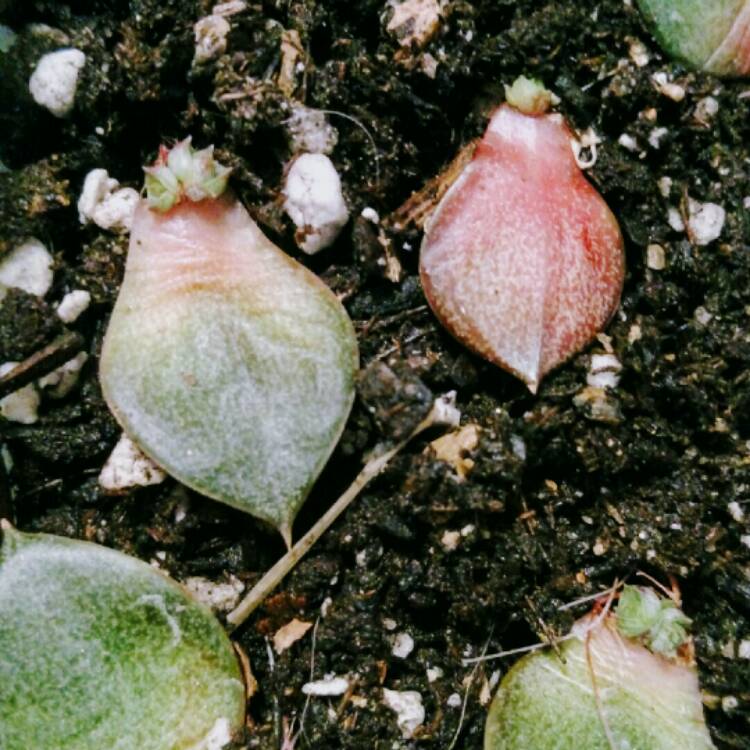 Closeup of succulent leaves in soil with small leaves growing out of them.